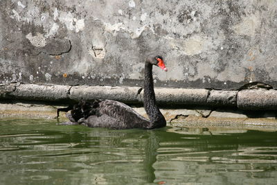 Swan swimming in lake