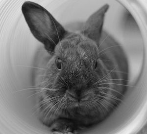 Close-up portrait of cat