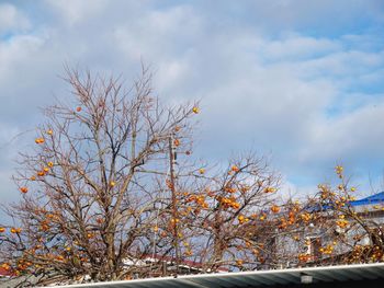 Low angle view of bare tree against sky during autumn