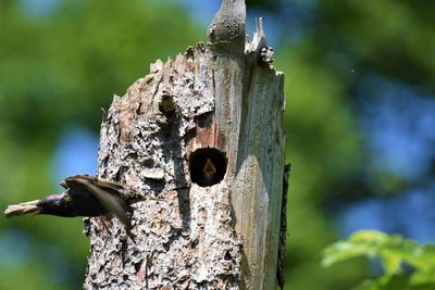 Close-up of birdhouse in tree trunk