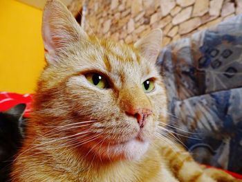 Close-up portrait of cat