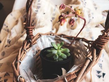 High angle view of potted plant in basket on table