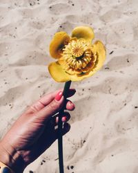 Close-up of yellow flower