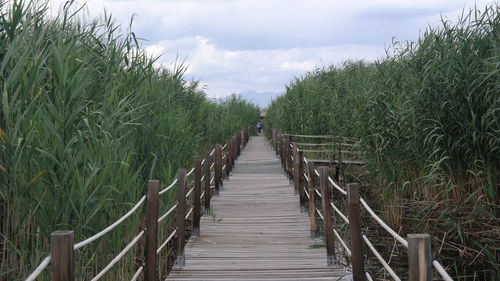 Boardwalk amidst plants on land against sky