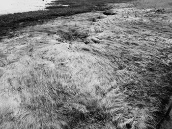 Scenic view of water on field