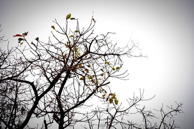 Low angle view of bare trees against clear sky