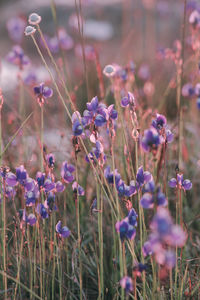 Close-up of purple flowering plants on field