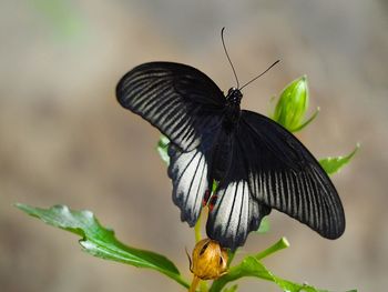 Close-up of butterfly on leaf