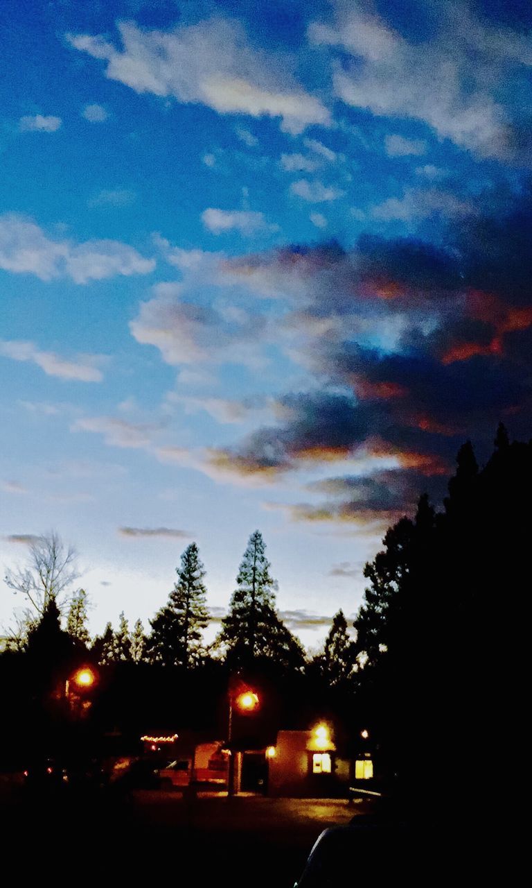 SILHOUETTE TREES AT NIGHT