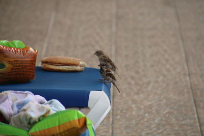 Close-up of birds