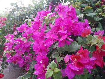 Close-up of pink flowers blooming outdoors