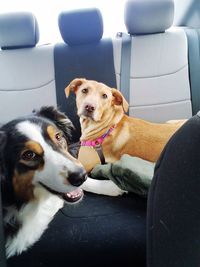 Portrait of dog sitting in car