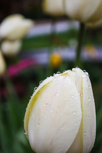 Close-up of wet flower blooming outdoors