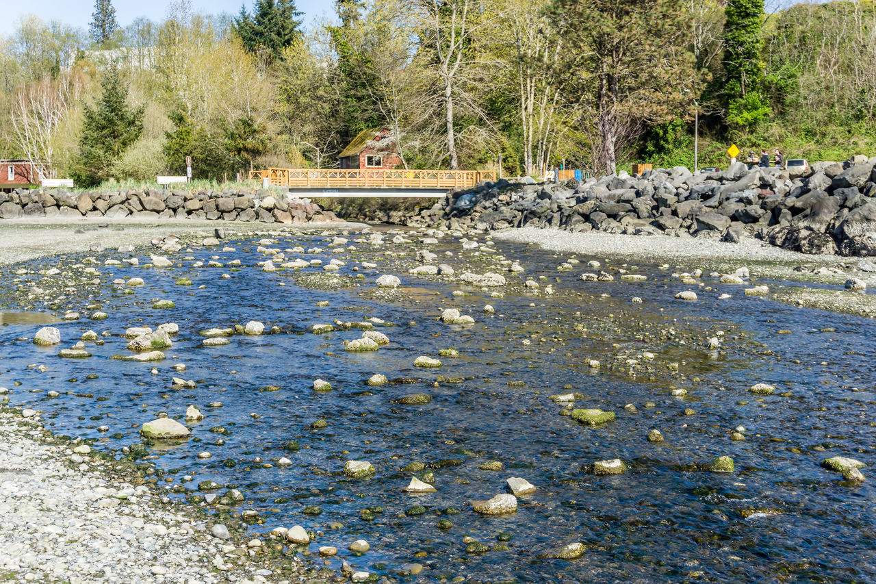 SCENIC VIEW OF RIVER AMIDST TREES