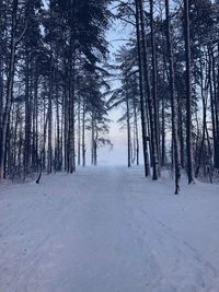 Trees on snow covered land during winter in forest