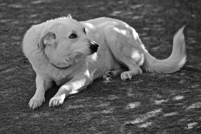 Close-up of dog looking away on land