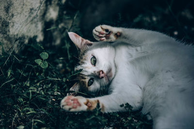 Portrait of cat relaxing on land