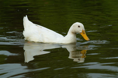 Close-up low level view of aylesbury pekin peking american domestic duck ducks swimming in lake