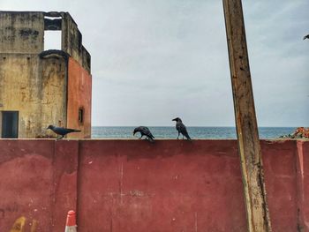 Birds perching on a wall