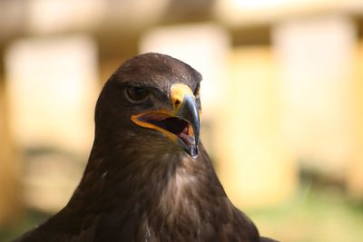 Close-up of eagle
