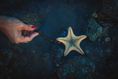 Midsection of person with fish in sea