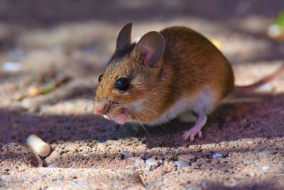 Close-up of mouse on ground