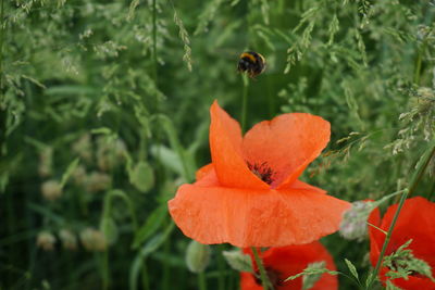 Close-up of flower and bee against blurred plants