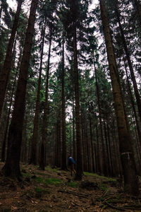 Man walking in forest