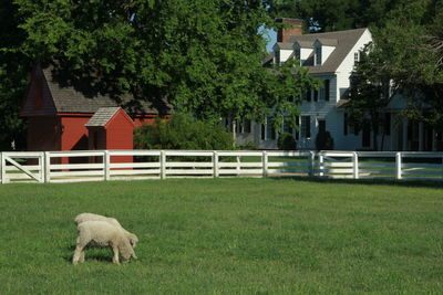 View of a grass