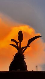 Low angle view of silhouette plant against sky during sunset