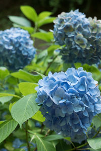 Close-up of purple flowers