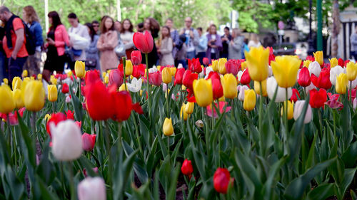 Close-up of tulips