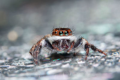 Close-up of spider