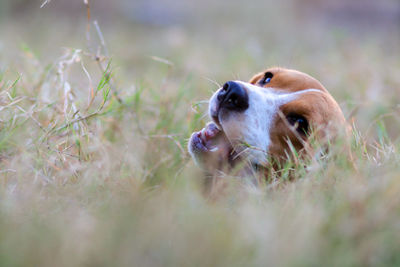 Close-up of a dog on field