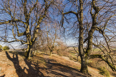 Bare trees on landscape against sky