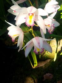 Close-up of white flowering plant