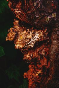 Close-up of tree trunk