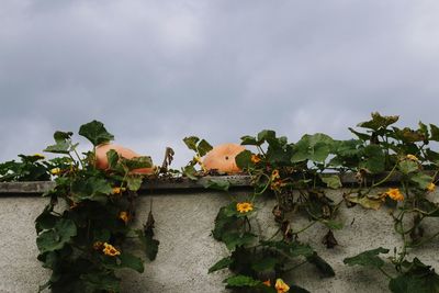 Close-up of plants against sky