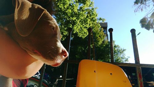 Close-up of dog by trees against sky