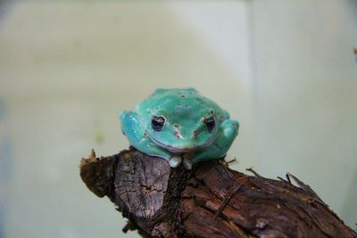 Close-up of frog on wood