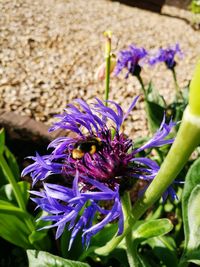 Close-up of bee on purple flower