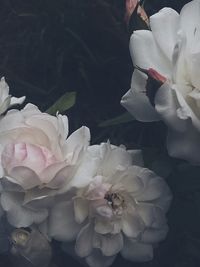 Close-up of white flowers