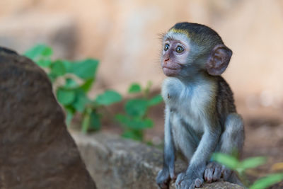 Close-up of monkey sitting looking away