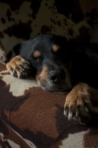 Close-up of dog lying down