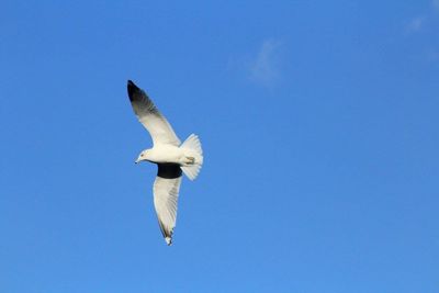 Low angle view of bird flying against clear blue sky