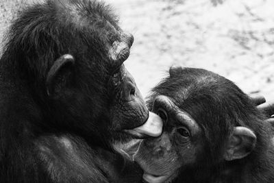 Close-up of a monkey