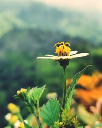 Close-up of yellow flowering plant in lush green valley