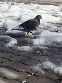 High angle view of bird perching on snow