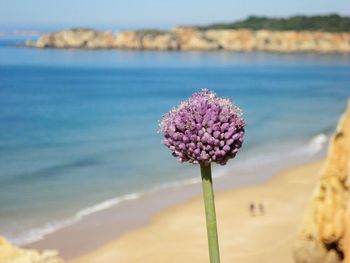 Close-up of flowers in sea