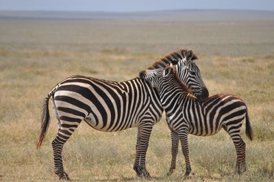 Zebra standing on field